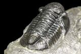 Detailed Gerastos Trilobite Fossil - Morocco #141670-5